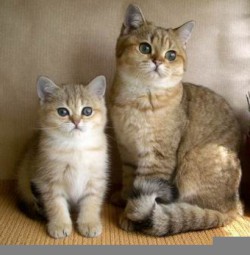 увеличение печени у кошек